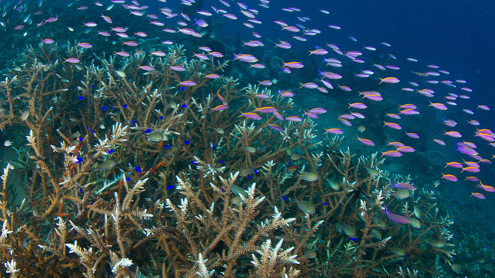 Corals Coastal Impact Goa