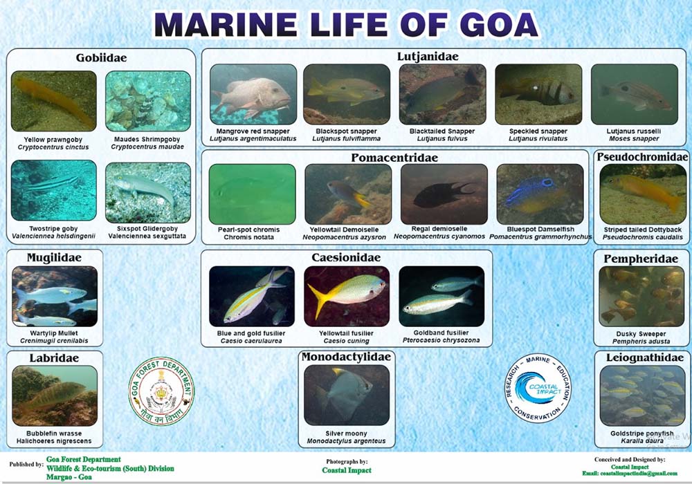 coastal impact ongoing projects