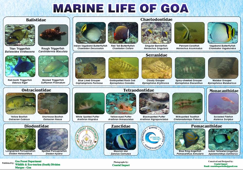 coastal impact ongoing projects