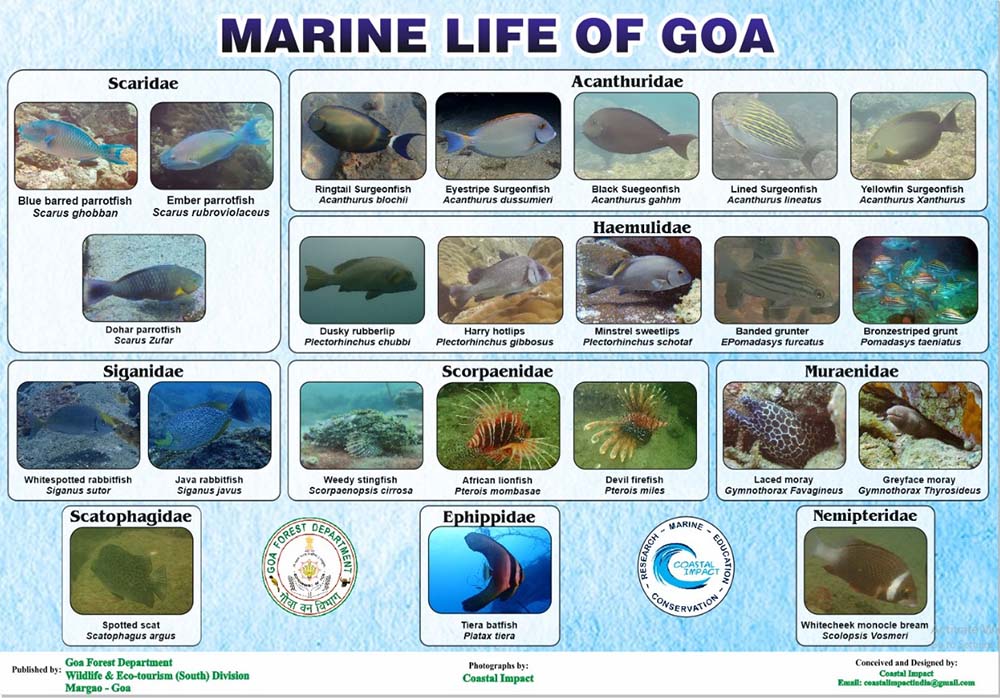 coastal impact ongoing projects